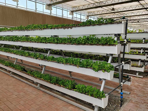 營(yíng)養(yǎng)液無(wú)土栽培