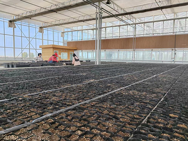 青島育苗無土栽培
